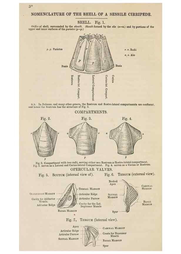 Reproducción/Reproduction 7509332862: A monograph on the sub-class Cirripedia,. London,Ray society,1851-54.