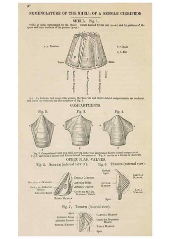 Reproducción/Reproduction 7509332862: A monograph on the sub-class Cirripedia,. London,Ray society,1851-54.