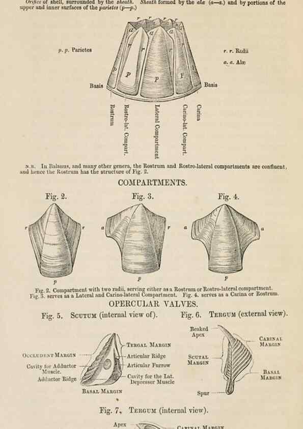 Reproducción/Reproduction 7509332862: A monograph on the sub-class Cirripedia,. London,Ray society,1851-54.