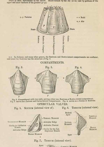 Reproducción/Reproduction 7509332862: A monograph on the sub-class Cirripedia,. London,Ray society,1851-54.