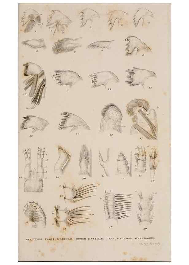 Reproducción/Reproduction 7509052498: A monograph on the sub-class Cirripedia,. London,Ray society,1851-54.