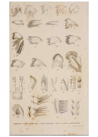 Reproducción/Reproduction 7509052498: A monograph on the sub-class Cirripedia,. London,Ray society,1851-54.