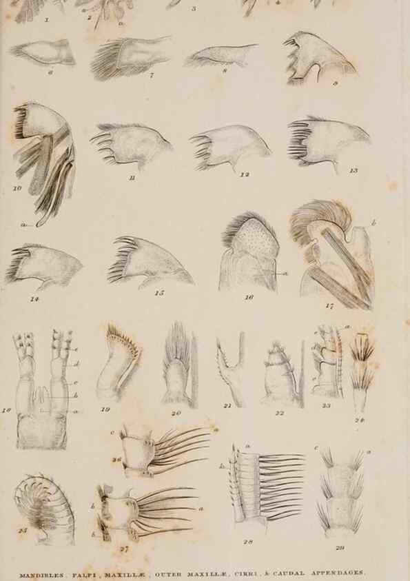 Reproducción/Reproduction 7509052498: A monograph on the sub-class Cirripedia,. London,Ray society,1851-54.