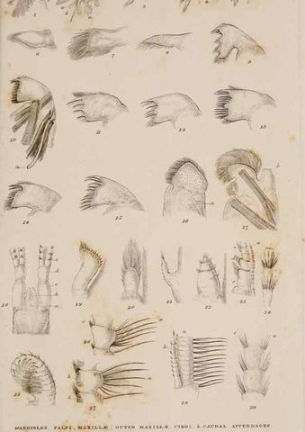 Reproducción/Reproduction 7509052498: A monograph on the sub-class Cirripedia,. London,Ray society,1851-54.