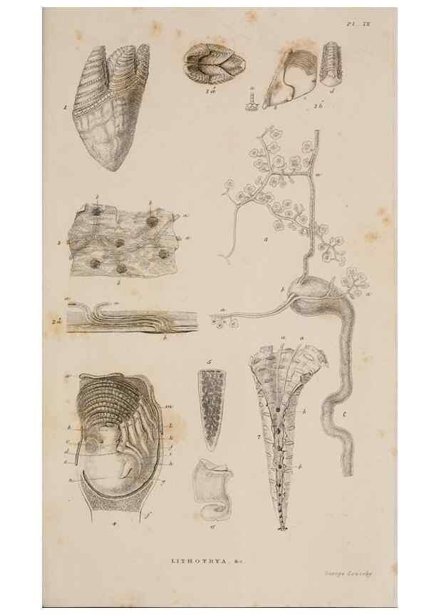 Reproducción/Reproduction 7509051468: A monograph on the sub-class Cirripedia,. London,Ray society,1851-54.
