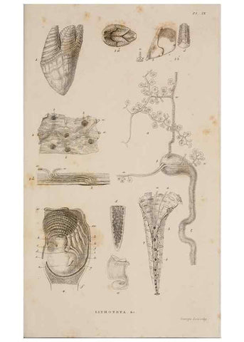 Reproducción/Reproduction 7509051468: A monograph on the sub-class Cirripedia,. London,Ray society,1851-54.