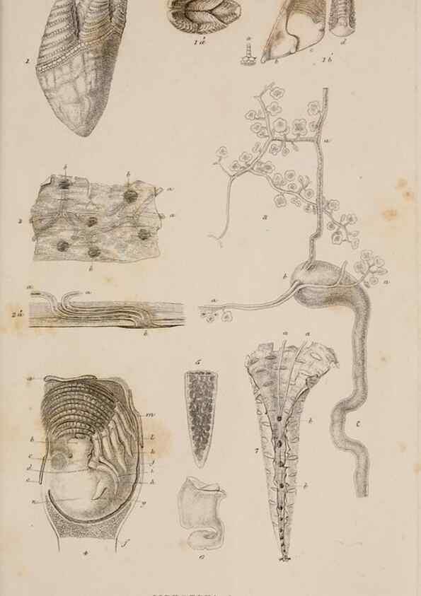 Reproducción/Reproduction 7509051468: A monograph on the sub-class Cirripedia,. London,Ray society,1851-54.