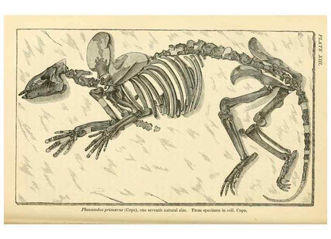 Reproducción/Reproduction 7508308626: The origin of the fittest :. New York :D. Appleton,1887.