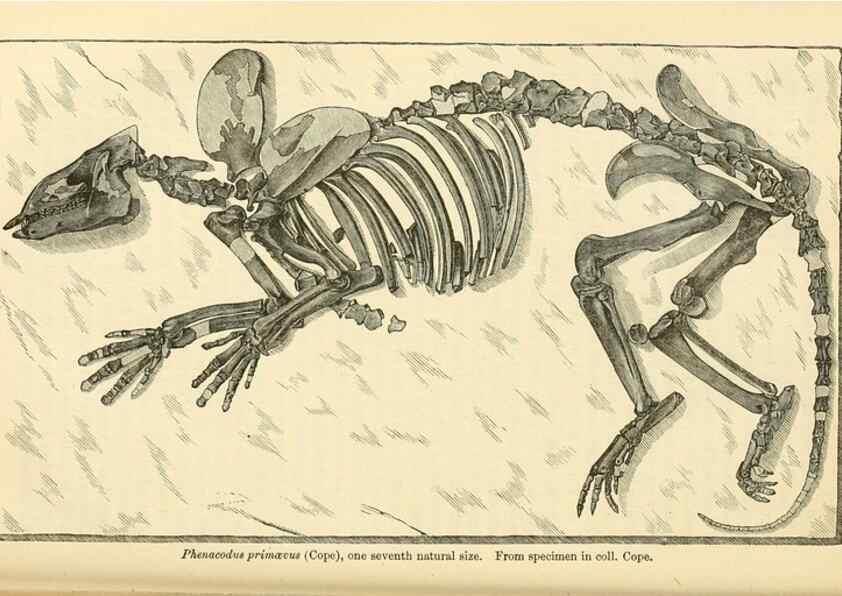Reproducción/Reproduction 7508308626: The origin of the fittest :. New York :D. Appleton,1887.