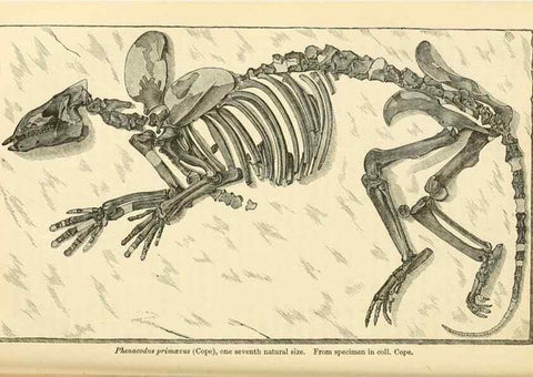 Reproducción/Reproduction 7508308626: The origin of the fittest :. New York :D. Appleton,1887.