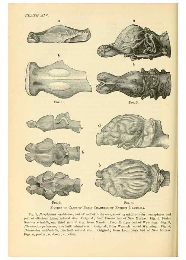 Reproducción/Reproduction 7508311004: The origin of the fittest :. New York :D. Appleton,1887.