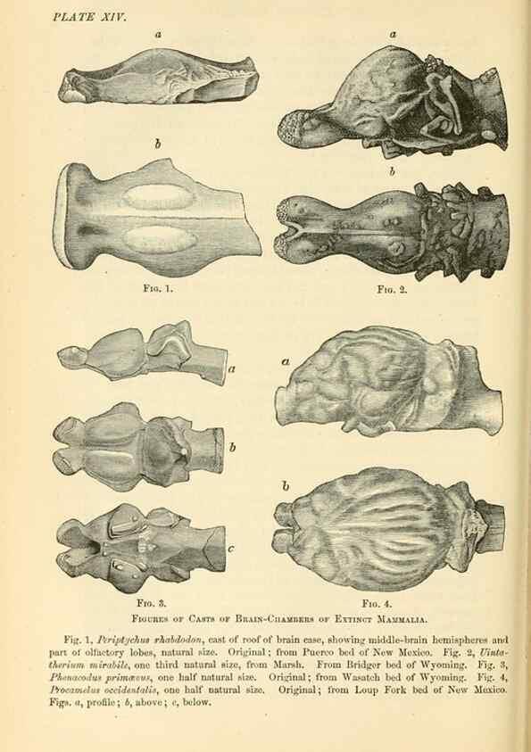 Reproducción/Reproduction 7508311004: The origin of the fittest :. New York :D. Appleton,1887.