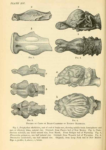 Reproducción/Reproduction 7508311004: The origin of the fittest :. New York :D. Appleton,1887.