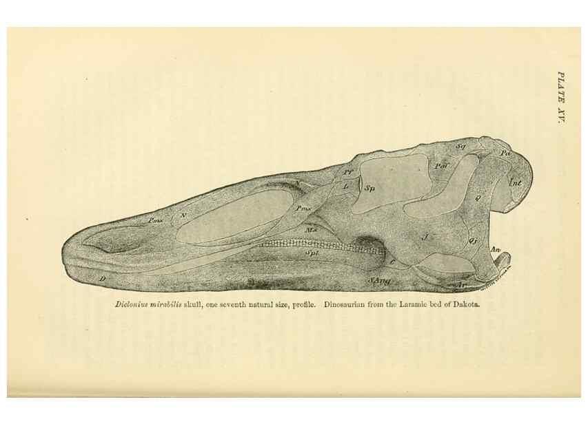 Reproducción/Reproduction 7508312964: The origin of the fittest :. New York :D. Appleton,1887.
