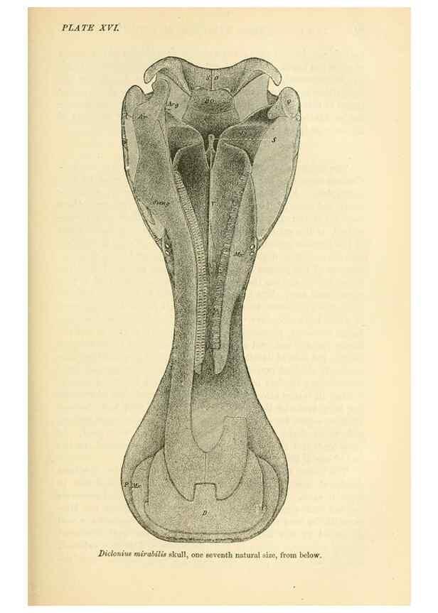 Reproducción/Reproduction 7508314718: The origin of the fittest :. New York :D. Appleton,1887.