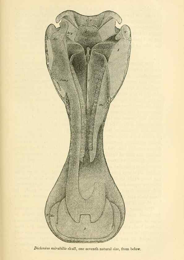 Reproducción/Reproduction 7508314718: The origin of the fittest :. New York :D. Appleton,1887.