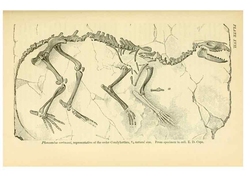 Reproducción/Reproduction 7508316270: The origin of the fittest :. New York :D. Appleton,1887.