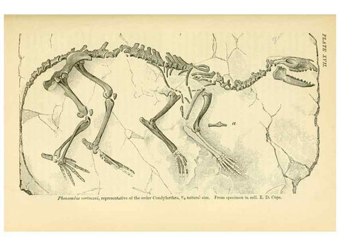 Reproducción/Reproduction 7508316270: The origin of the fittest :. New York :D. Appleton,1887.