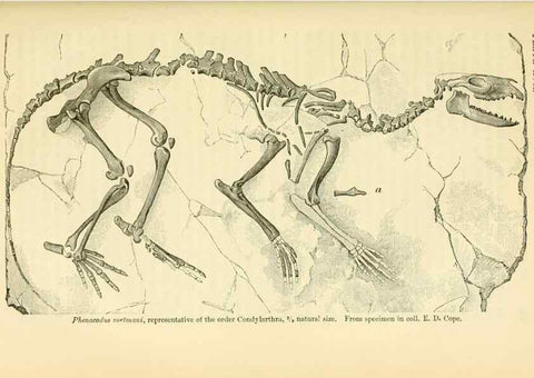 Reproducción/Reproduction 7508316270: The origin of the fittest :. New York :D. Appleton,1887.