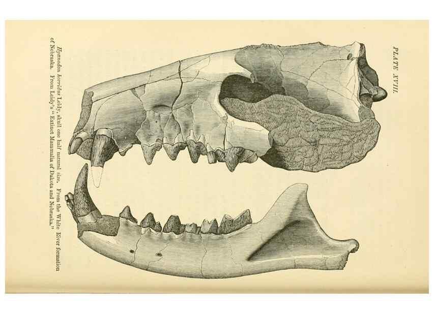 Reproducción/Reproduction 7508318268: The origin of the fittest :. New York :D. Appleton,1887.