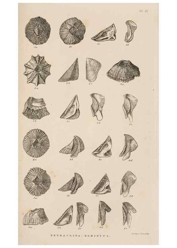 Reproducción/Reproduction 7509365022: A monograph on the sub-class Cirripedia,. London,Ray society,1851-54.