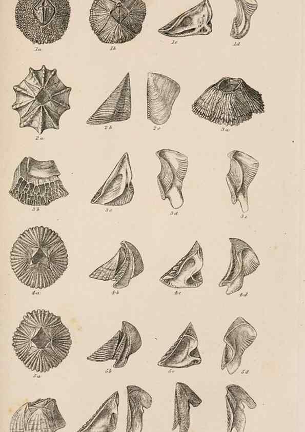 Reproducción/Reproduction 7509365022: A monograph on the sub-class Cirripedia,. London,Ray society,1851-54.