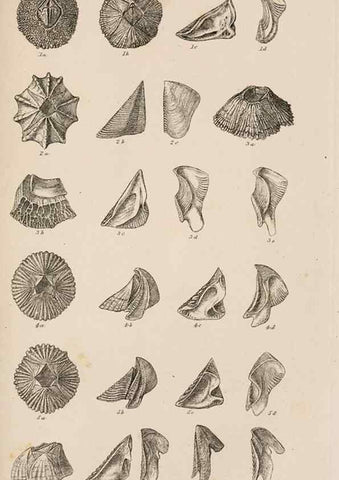 Reproducción/Reproduction 7509365022: A monograph on the sub-class Cirripedia,. London,Ray society,1851-54.