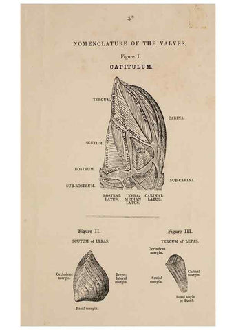 Reproducción/Reproduction 7509041340: A monograph on the sub-class Cirripedia,. London,Ray society,1851-54.