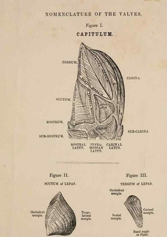 Reproducción/Reproduction 7509041340: A monograph on the sub-class Cirripedia,. London,Ray society,1851-54.