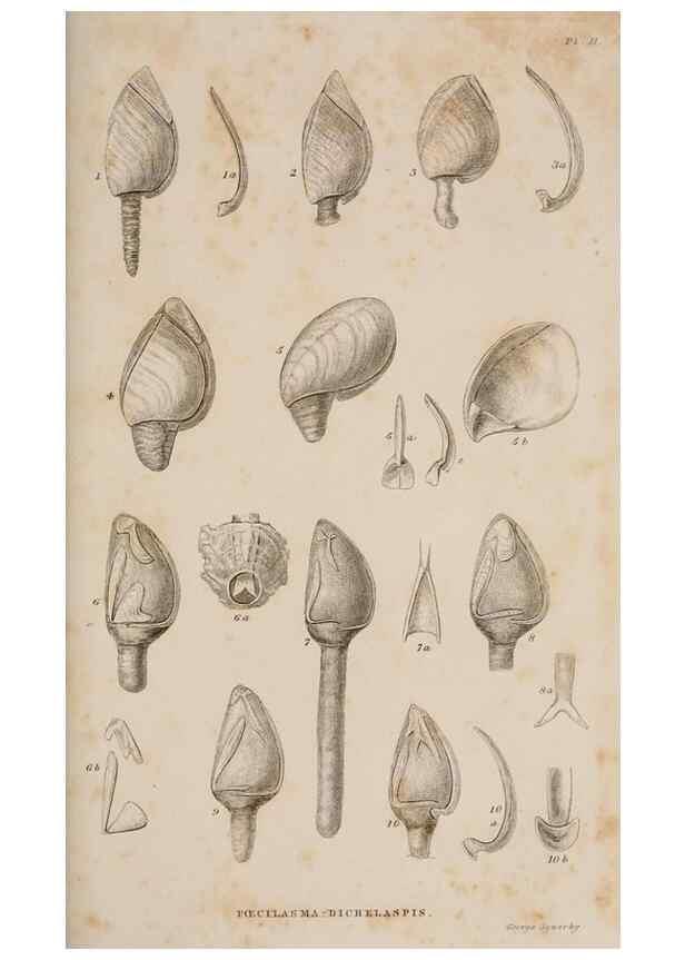 Reproducción/Reproduction 7509043592: A monograph on the sub-class Cirripedia,. London,Ray society,1851-54.