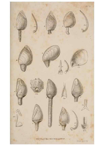 Reproducción/Reproduction 7509043592: A monograph on the sub-class Cirripedia,. London,Ray society,1851-54.