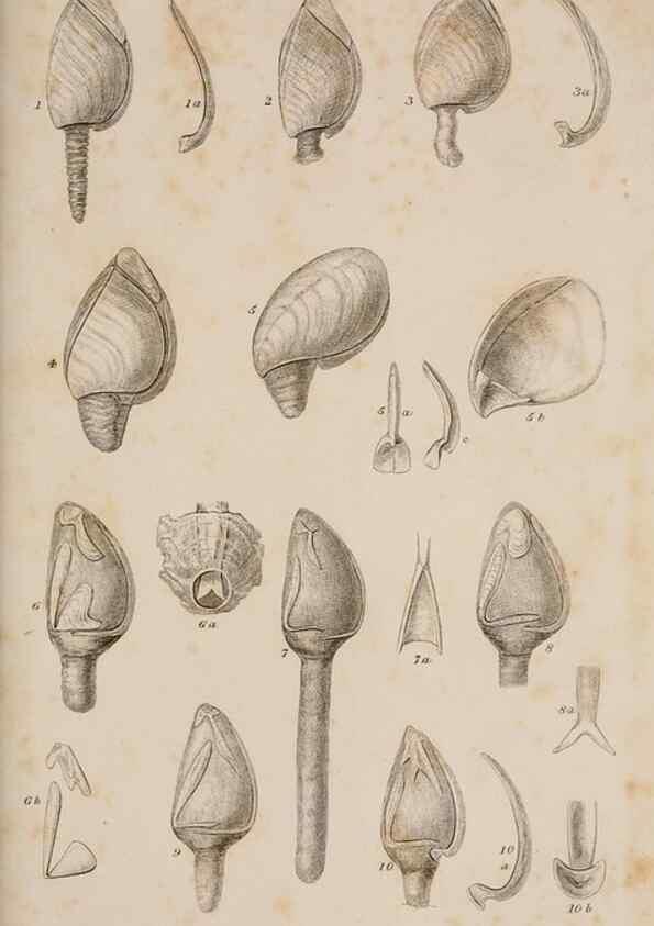 Reproducción/Reproduction 7509043592: A monograph on the sub-class Cirripedia,. London,Ray society,1851-54.