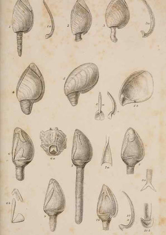 Reproducción/Reproduction 7509043592: A monograph on the sub-class Cirripedia,. London,Ray society,1851-54.