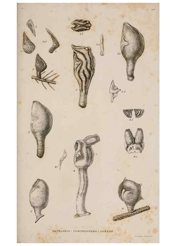 Reproducción/Reproduction 7509045132: A monograph on the sub-class Cirripedia,. London,Ray society,1851-54.