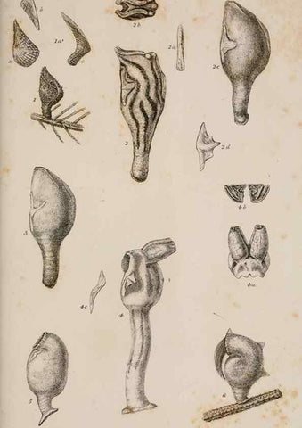 Reproducción/Reproduction 7509045132: A monograph on the sub-class Cirripedia,. London,Ray society,1851-54.