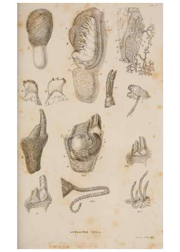 Reproducción/Reproduction 7509046142: A monograph on the sub-class Cirripedia,. London,Ray society,1851-54.