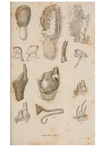 Reproducción/Reproduction 7509046142: A monograph on the sub-class Cirripedia,. London,Ray society,1851-54.