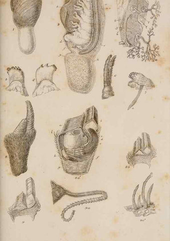 Reproducción/Reproduction 7509046142: A monograph on the sub-class Cirripedia,. London,Ray society,1851-54.