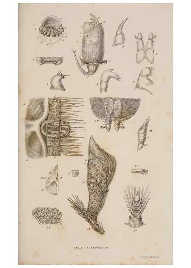 Reproducción/Reproduction 7509047180: A monograph on the sub-class Cirripedia,. London,Ray society,1851-54.