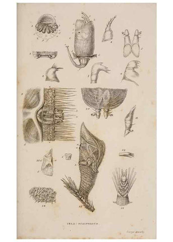 Reproducción/Reproduction 7509047180: A monograph on the sub-class Cirripedia,. London,Ray society,1851-54.