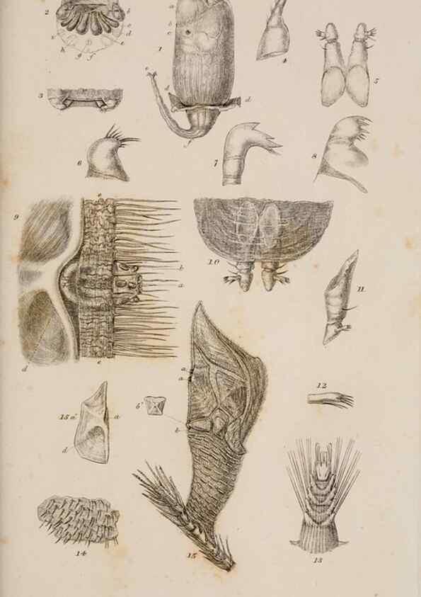 Reproducción/Reproduction 7509047180: A monograph on the sub-class Cirripedia,. London,Ray society,1851-54.