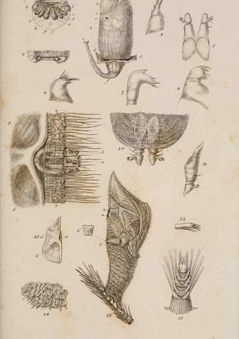Reproducción/Reproduction 7509047180: A monograph on the sub-class Cirripedia,. London,Ray society,1851-54.