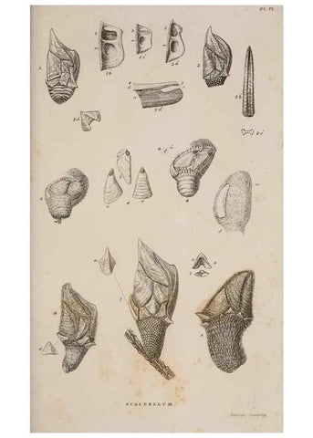 Reproducción/Reproduction 7509048054: A monograph on the sub-class Cirripedia,. London,Ray society,1851-54.