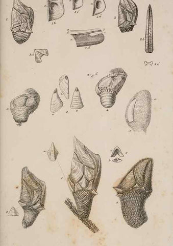Reproducción/Reproduction 7509048054: A monograph on the sub-class Cirripedia,. London,Ray society,1851-54.
