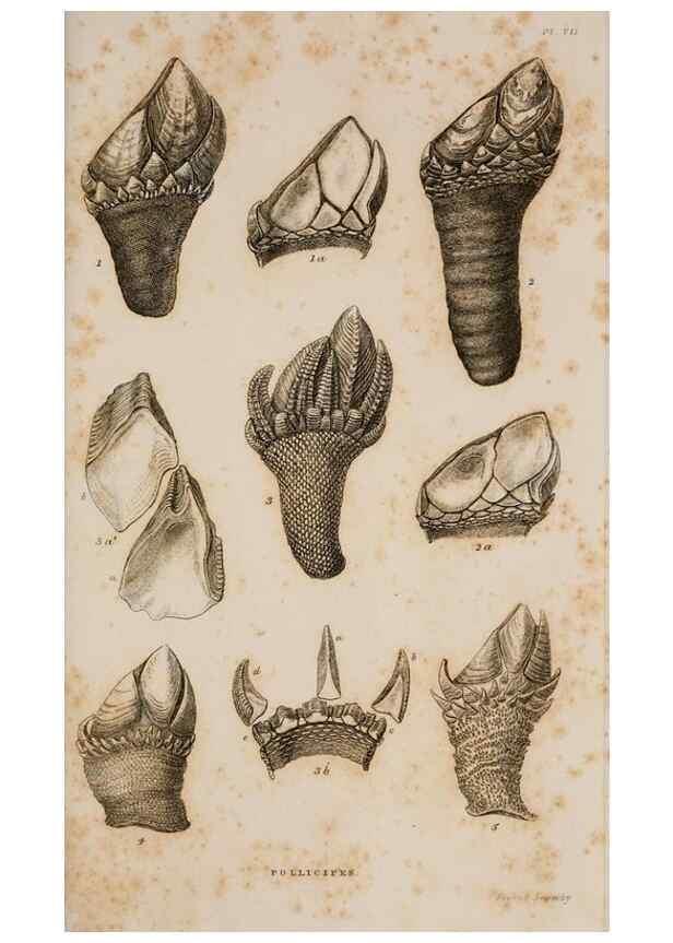 Reproducción/Reproduction 7509049110: A monograph on the sub-class Cirripedia,. London,Ray society,1851-54.