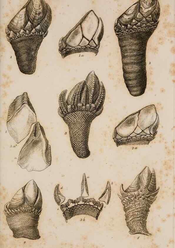 Reproducción/Reproduction 7509049110: A monograph on the sub-class Cirripedia,. London,Ray society,1851-54.
