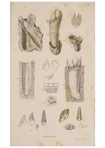 Reproducción/Reproduction 7509050540: A monograph on the sub-class Cirripedia,. London,Ray society,1851-54.