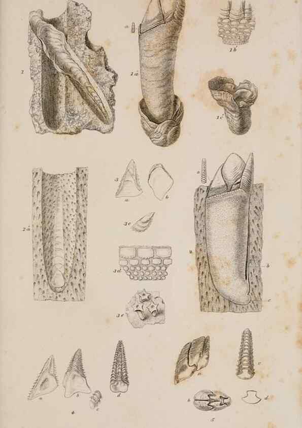 Reproducción/Reproduction 7509050540: A monograph on the sub-class Cirripedia,. London,Ray society,1851-54.