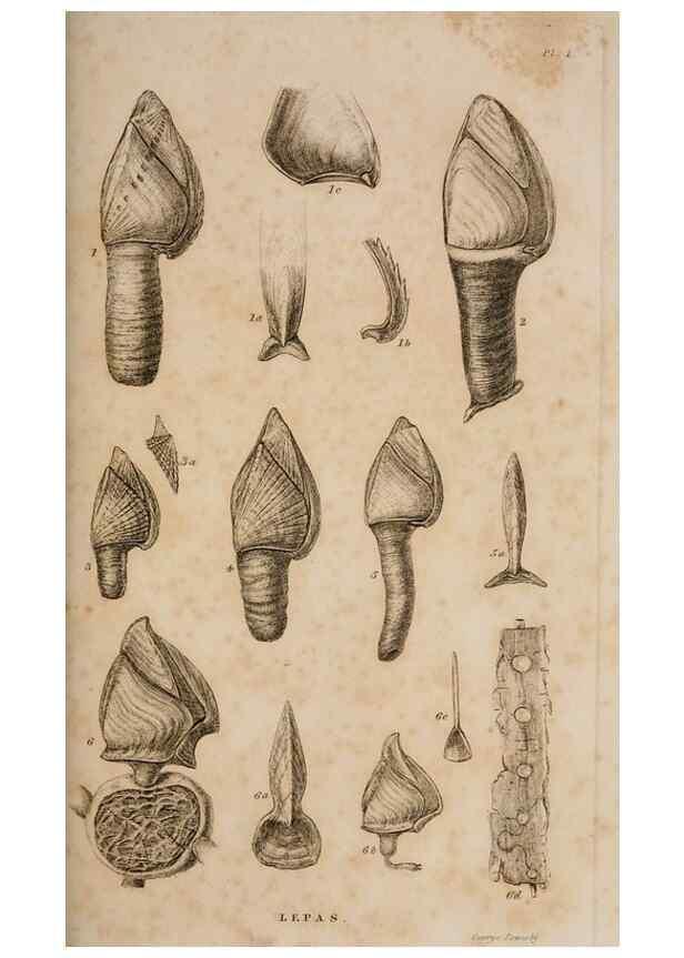 Reproducción/Reproduction 7509042846: A monograph on the sub-class Cirripedia,. London,Ray society,1851-54.
