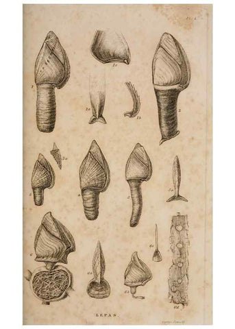 Reproducción/Reproduction 7509042846: A monograph on the sub-class Cirripedia,. London,Ray society,1851-54.